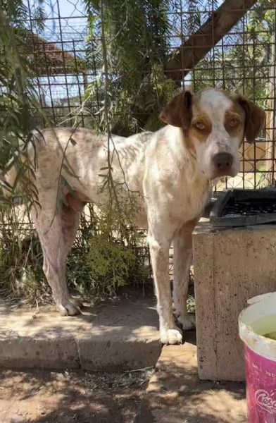 Simba,giovane dal cuore grande,in cerca di famiglia | Foto 2