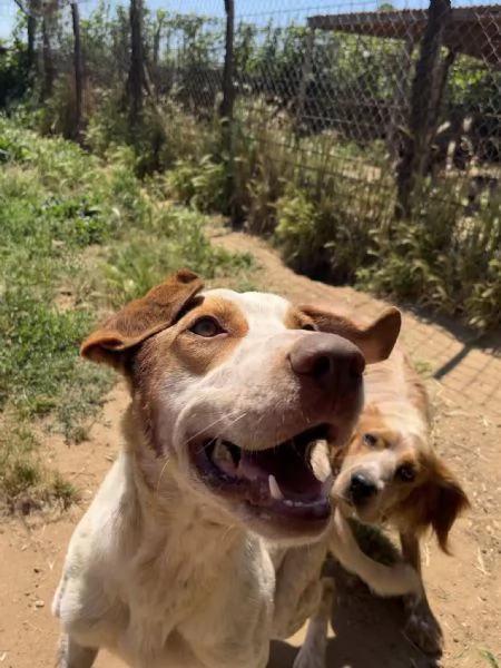 Simba,giovane dal cuore grande,in cerca di famiglia | Foto 1