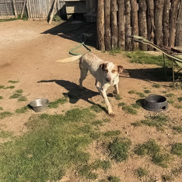 Simba,giovane dal cuore grande,in cerca di famiglia | Foto 0