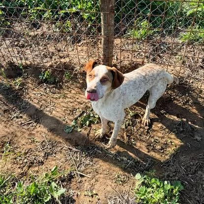 Simba,giovane dal cuore grande,in cerca di famiglia