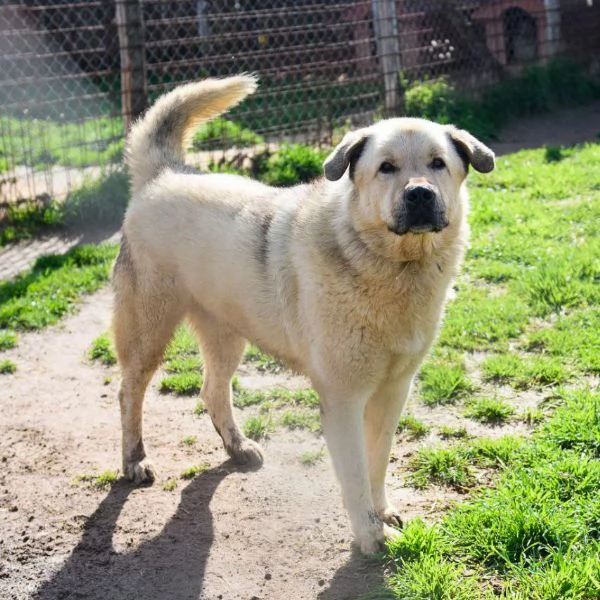 Rufus in cerca di famiglia