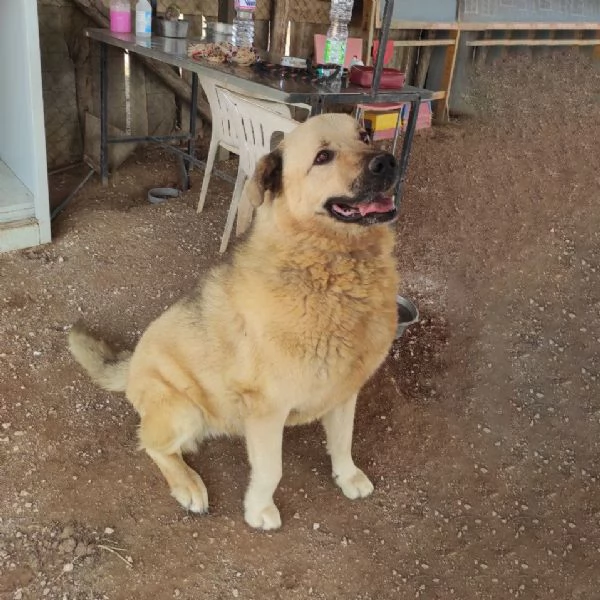 Rufus in cerca di famiglia | Foto 6