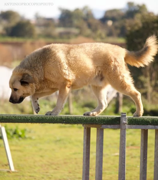 Rufus in cerca di famiglia | Foto 5