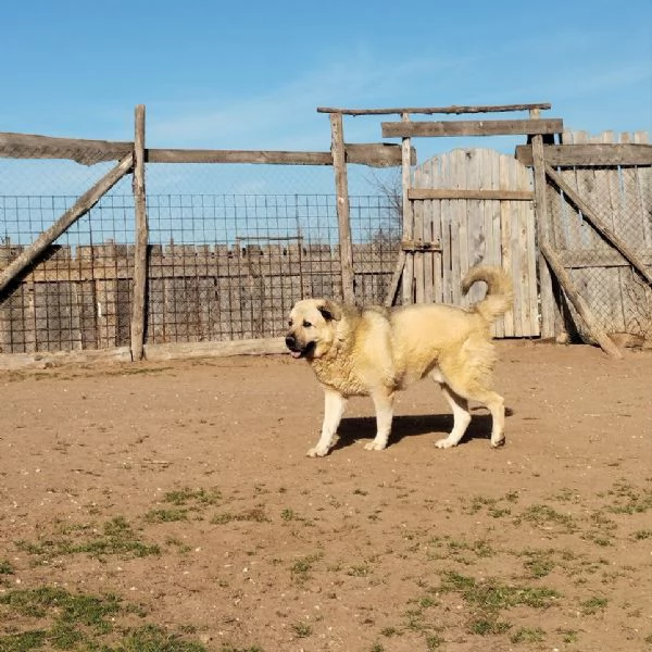 Rufus in cerca di famiglia | Foto 4