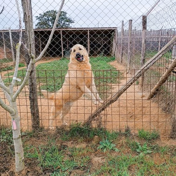 Rufus in cerca di famiglia | Foto 3