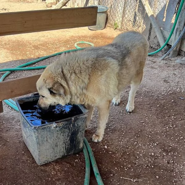 Rufus in cerca di famiglia | Foto 2