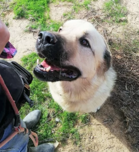 Rufus in cerca di famiglia | Foto 1