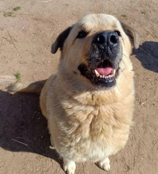 Rufus in cerca di famiglia | Foto 0