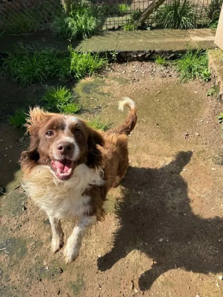 Tommy ,piccolo springer in cerca di famiglia | Foto 4