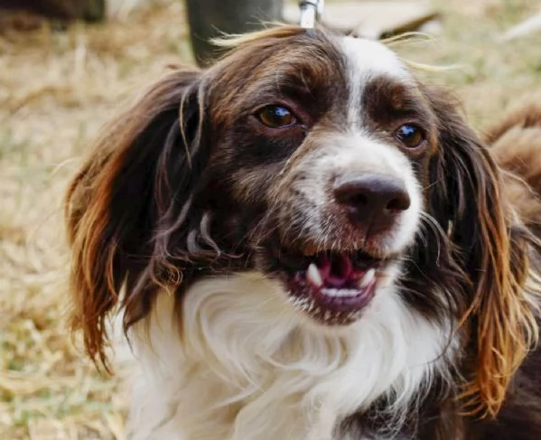 Tommy ,piccolo springer in cerca di famiglia