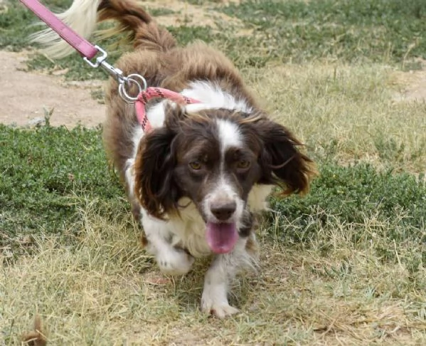 Tommy ,piccolo springer in cerca di famiglia | Foto 3