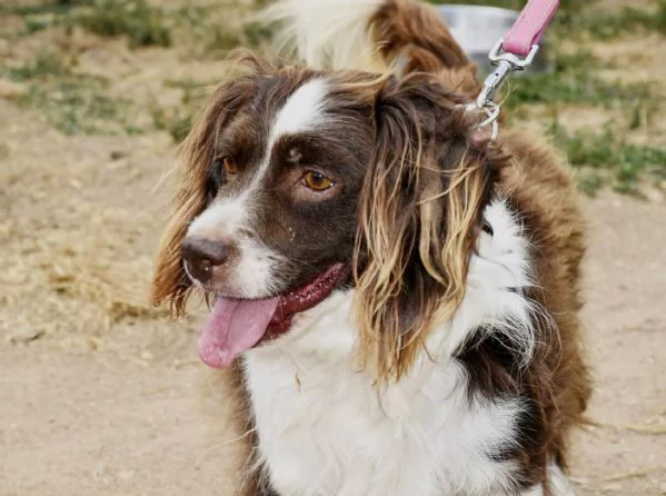 Tommy ,piccolo springer in cerca di famiglia | Foto 2