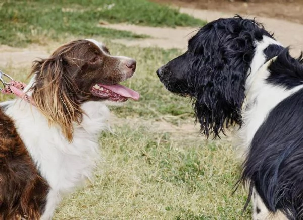 Tommy ,piccolo springer in cerca di famiglia | Foto 1