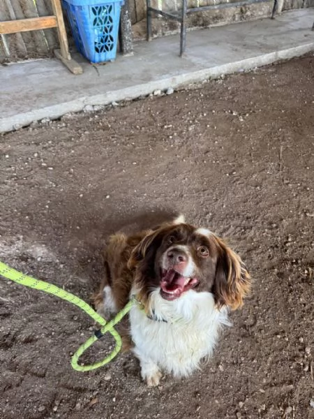 Tommy ,piccolo springer in cerca di famiglia | Foto 0