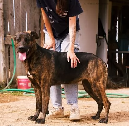 Prins,bella e socievole,in cerca di famiglia