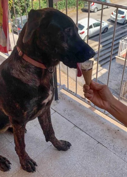 Prins,bella e socievole,in cerca di famiglia | Foto 5