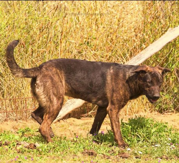 Prins,bella e socievole,in cerca di famiglia | Foto 4