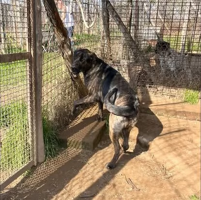 Prins,bella e socievole,in cerca di famiglia | Foto 3