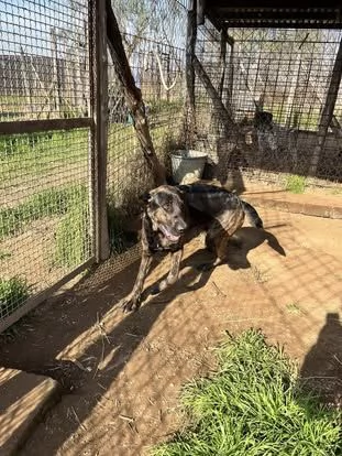 Prins,bella e socievole,in cerca di famiglia | Foto 2