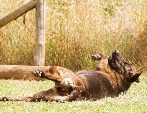 Prins,bella e socievole,in cerca di famiglia | Foto 1