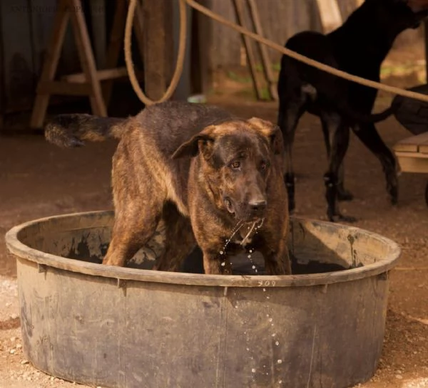 Prins,bella e socievole,in cerca di famiglia | Foto 0
