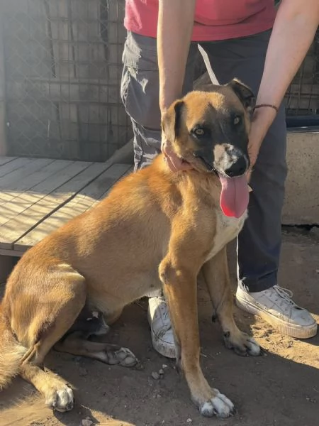 Tango,simpatico ed esuberante,in cerca di famiglia