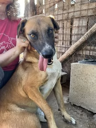 Tango,simpatico ed esuberante,in cerca di famiglia | Foto 2