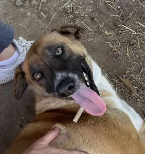 Tango,simpatico ed esuberante,in cerca di famiglia | Foto 1