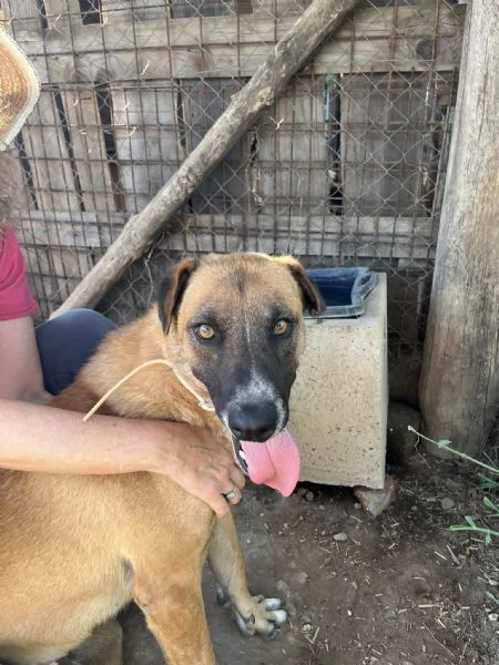 Tango,simpatico ed esuberante,in cerca di famiglia | Foto 0