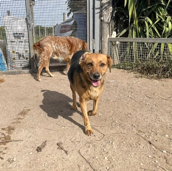 Lalla,12 kg di dolcezza in cerca di famiglia | Foto 1