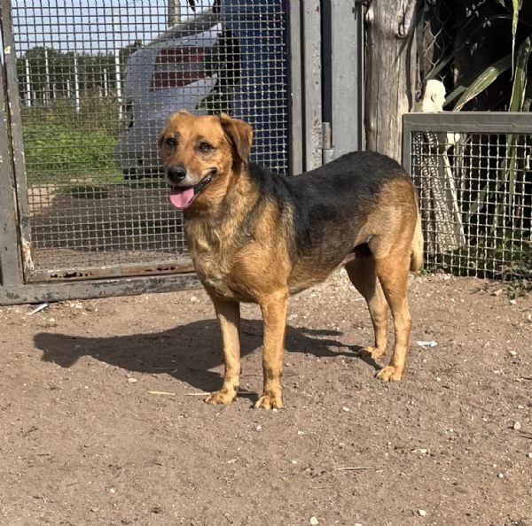 Lalla,12 kg di dolcezza in cerca di famiglia | Foto 0