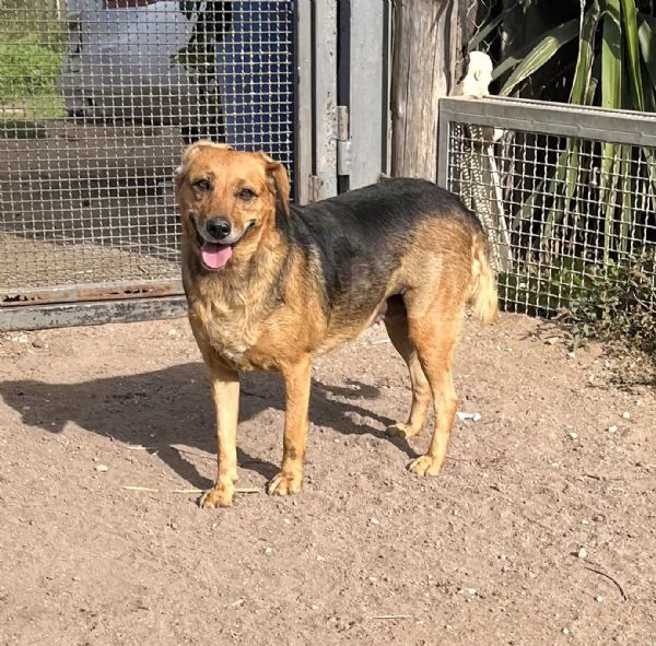 Lalla,12 kg di dolcezza in cerca di famiglia