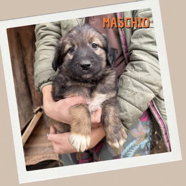 Cuccioli in cerca di casa | Foto 2