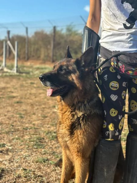 Oscar,pastore tedesco in cerca di una famiglia | Foto 0