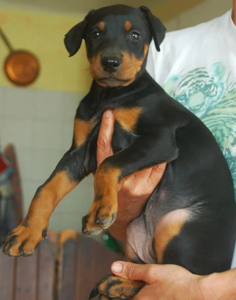 Dobermann cuccioli | Foto 3