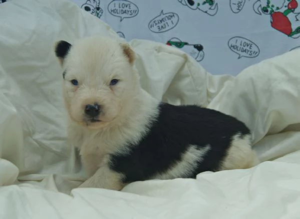 cuccioli cane yakutian laika  | Foto 1