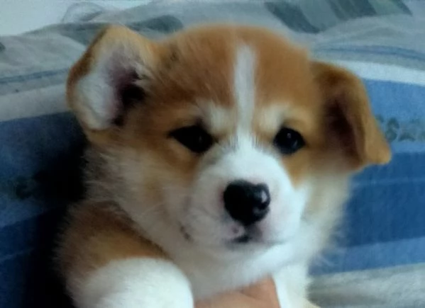 Cuccioli Welsh Corgi Pembroke 