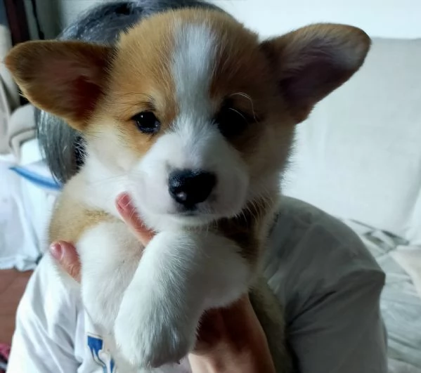 Cuccioli Welsh Corgi Pembroke  | Foto 0