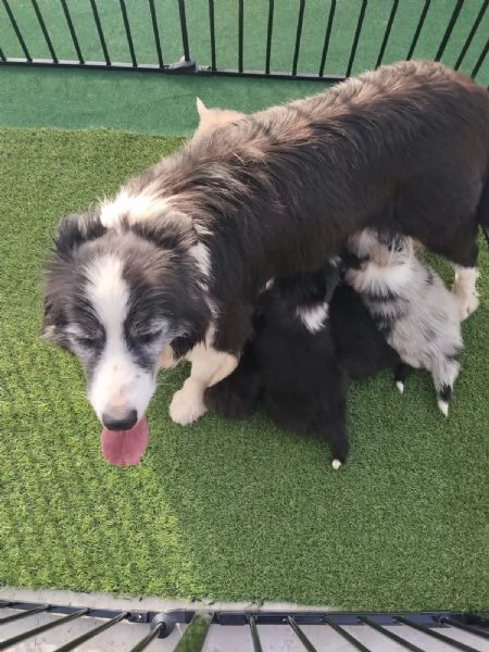 Cuccioli di Border collie | Foto 4