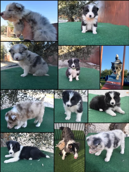 Cuccioli di Border collie