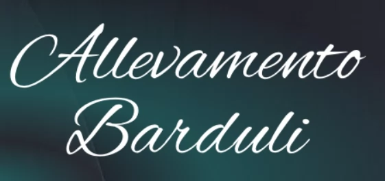 Cuccioli di Border collie | Foto 2