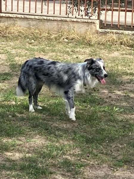 Cuccioli di Border collie | Foto 0