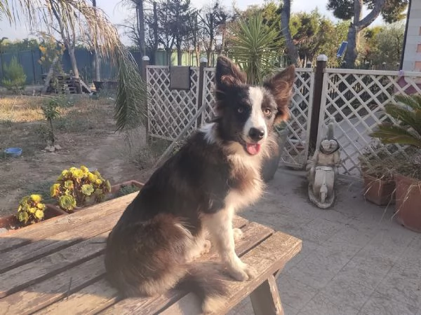 Cuccioli di Border collie | Foto 3