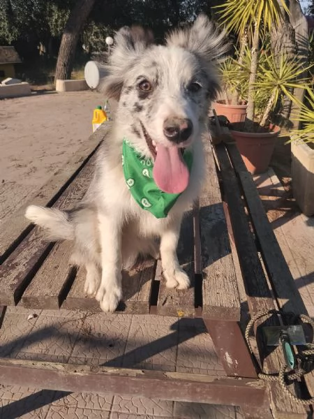 Cuccioli di Border collie | Foto 1