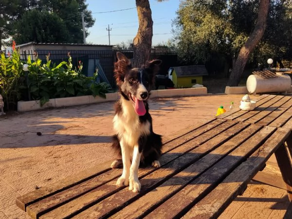 Cuccioli di Border collie | Foto 0