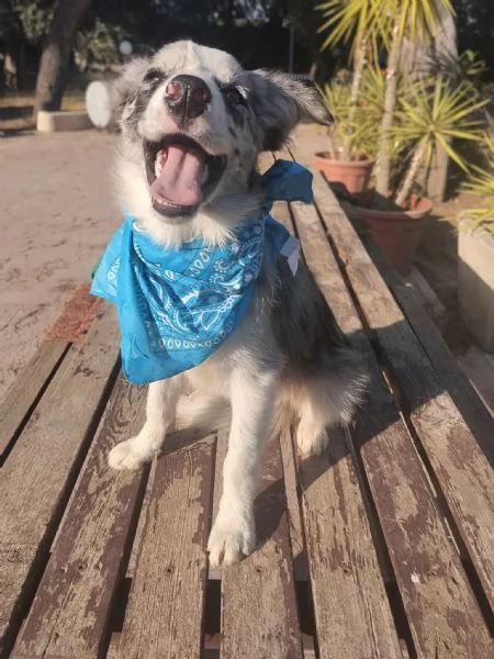 Cuccioli di Border collie