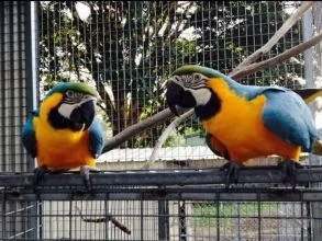 pappagalli ara ararauna