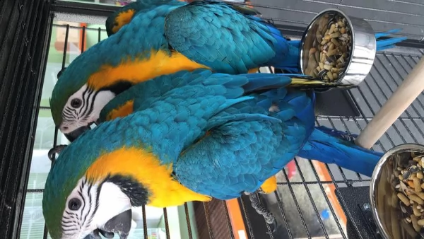 pappagalli ara ararauna | Foto 0