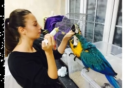 ara ararauna pappagalli