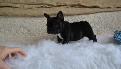 adorabili cuccioli di bulldog francese | Foto 0